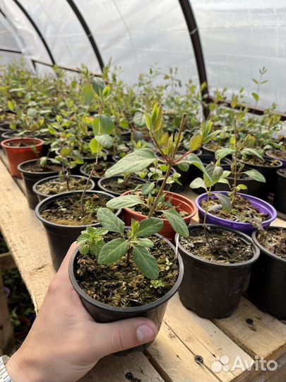 Жимолость каприфоль инга саженцы