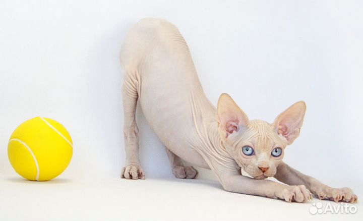 Великий комбинатор - Бендер