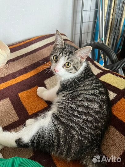 Котики бесплатно в добрые руки