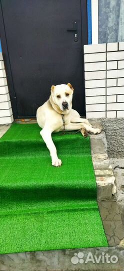 Вязка алабай