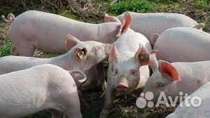 Поросята породы дюрок