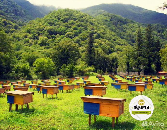 Мёд натуральный Алтайский 80 сортов Высший сорт