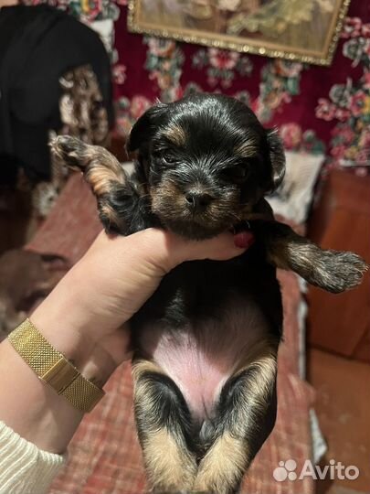 Собака йоркширский терьер щенок мини
