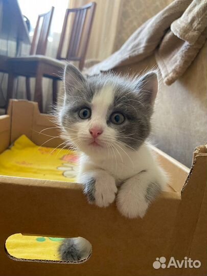 Отдам котенка в добрые руки