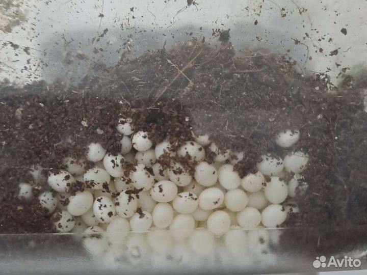 Улитки ахатины бесплатно (яйца)