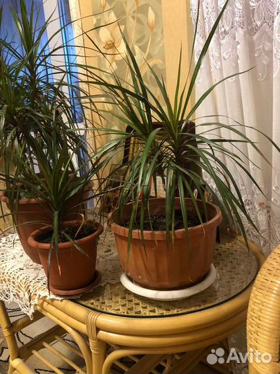 Пальма драцена цветы растения