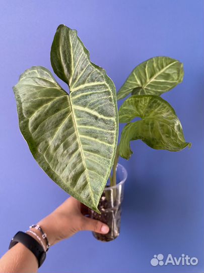 Сингониумы