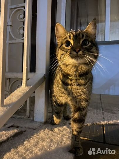 Кот бесплатно