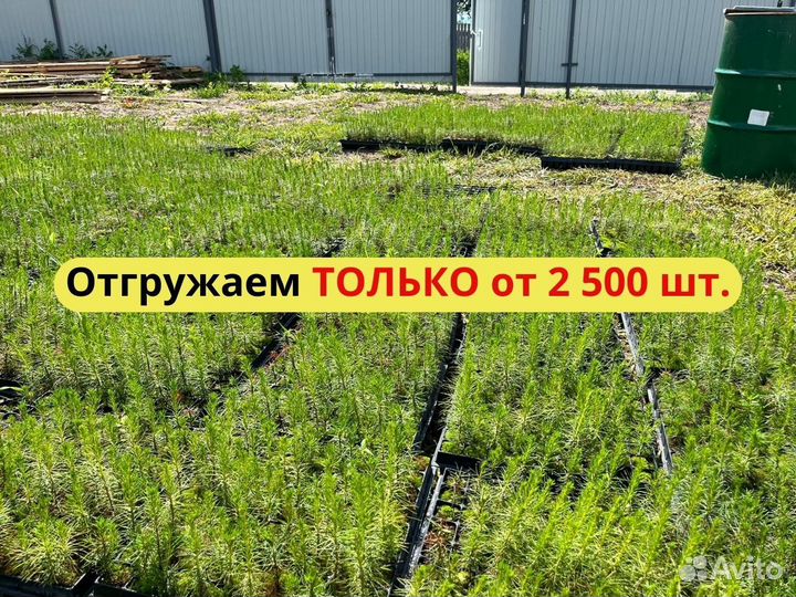 Сеянцы ели окс