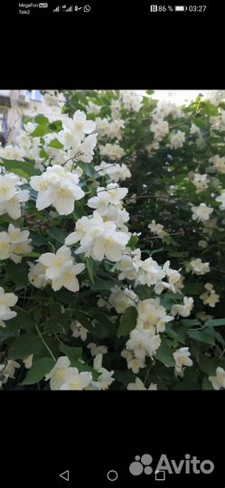 Жасмин белый