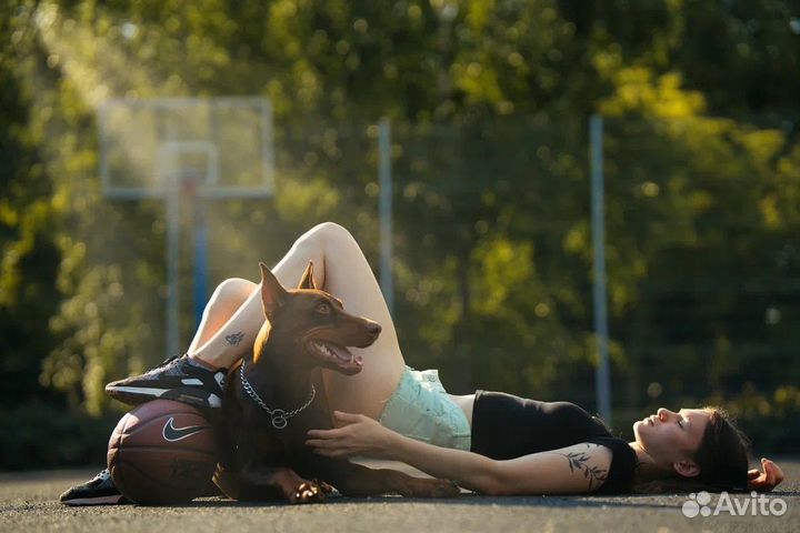 Доберман,Доберманы для фотосессии