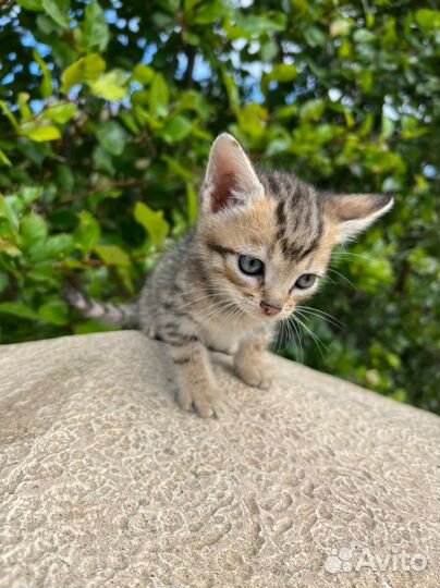 Котенок 1.5 месяца ищет дом