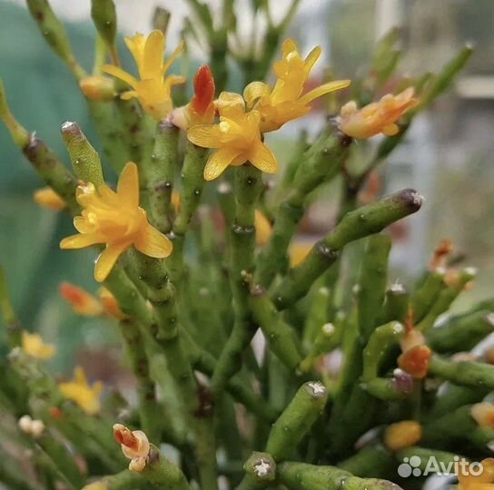 Хатиора/ Рипсалис