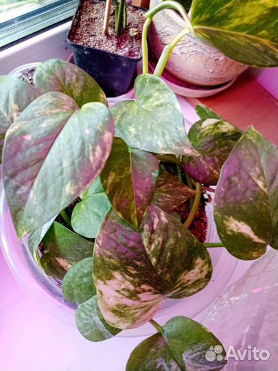 Эпипремнум Сциндапсус золотистый Golden Queen