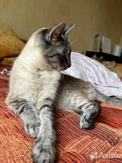 Голубоглазка в дар