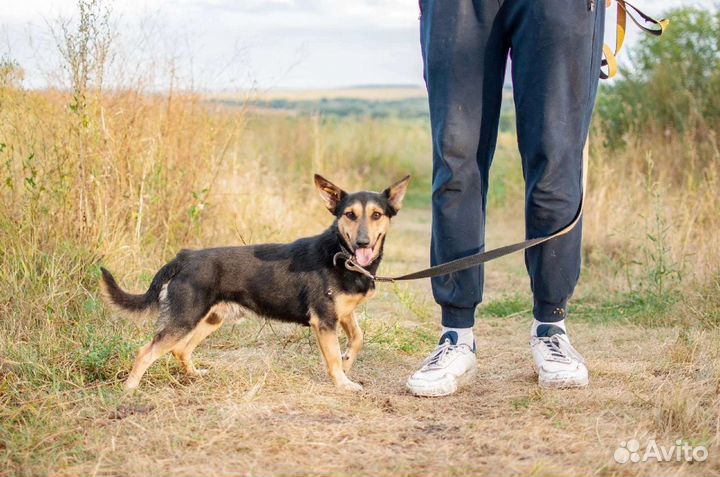 Небольшая собака из приюта в добрые руки бесплатно