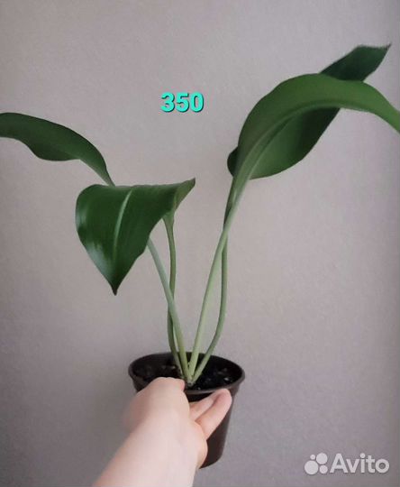 Эухарис амазонская лилия