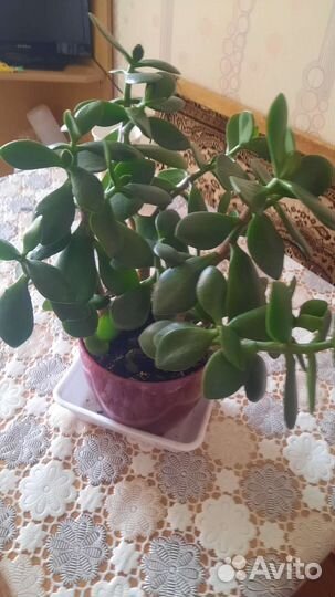 Денежное дерево толстянка