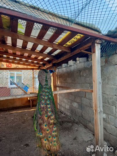 Семья павлинов