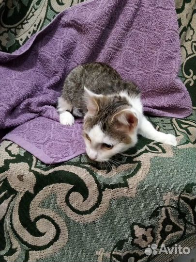 Котенок с базиликовыми ушками (выброшенный)