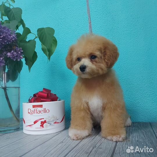 Пушон.Бишон.Той пудель