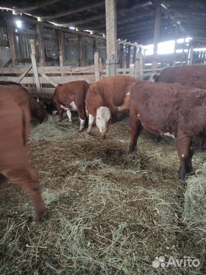 Продажа телят