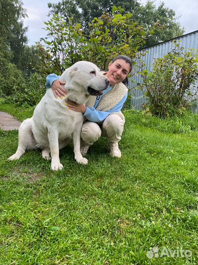 Передержка домашних животных