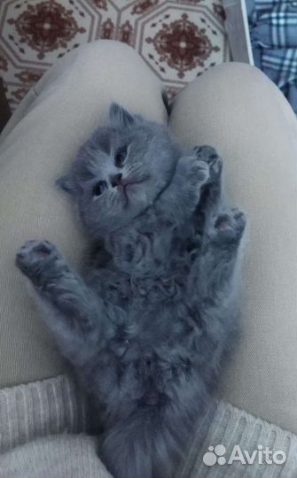 Британская кошка