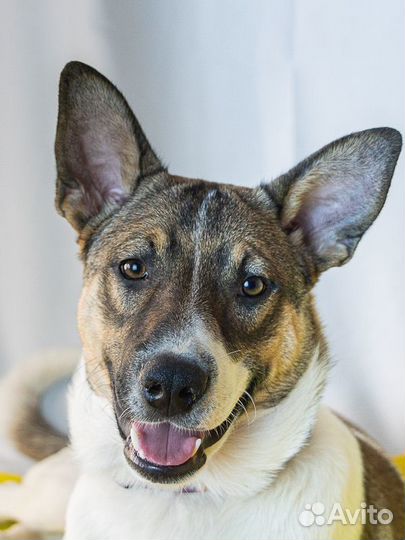 Красавчик Арон в добрые руки