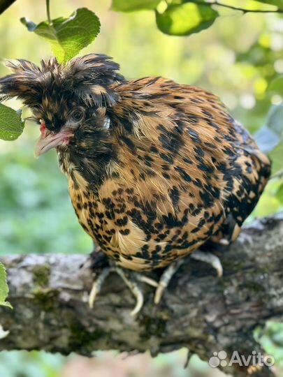 Куры павловские золото