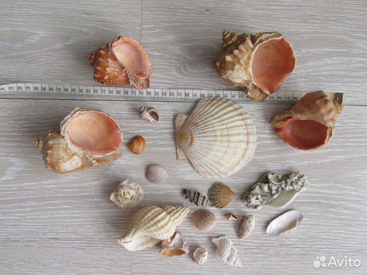 Ракушки морские