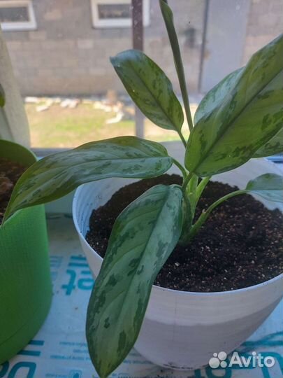 Аглаонема, Спатифиллум(женское счастье)