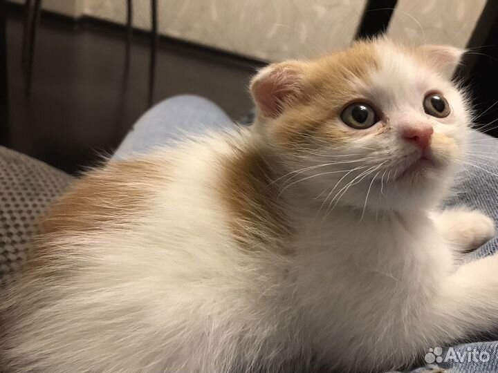 Продаю персидских котят