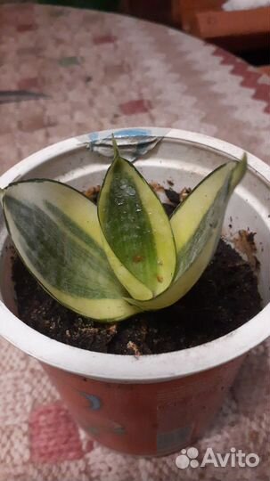 Сансевиерия ханни