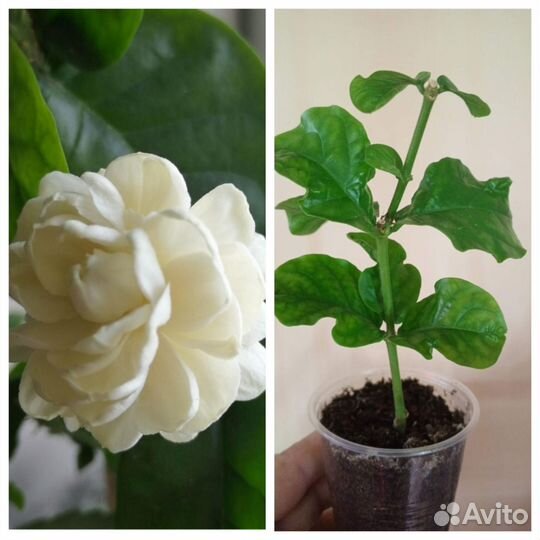 Комнатная экзотика