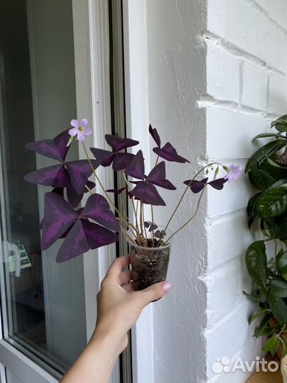 Кислица оксалис бордовая