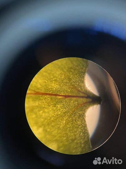 Репетитор по биологии и химии