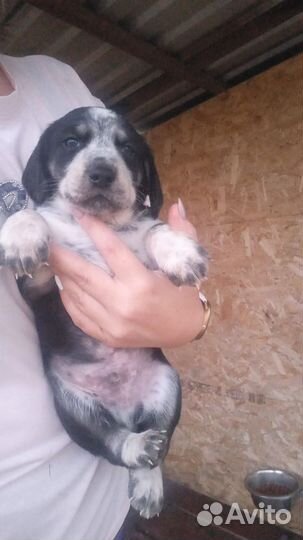 Щенки спаниэля