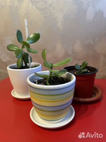 Комнатные цветы