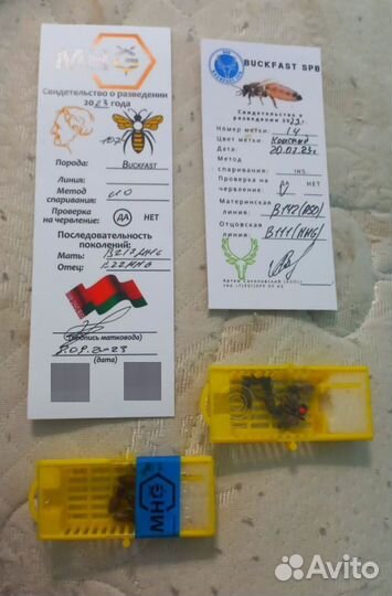 Bakfast f1, Пчеломатки Тамбов, отправляю