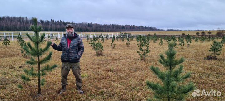 Саженцы сибирского кедра