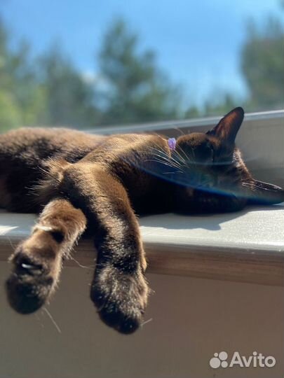 Обучение основам предоставления услуг передержки