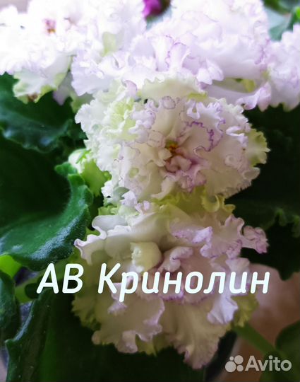 Фиалка (детки)