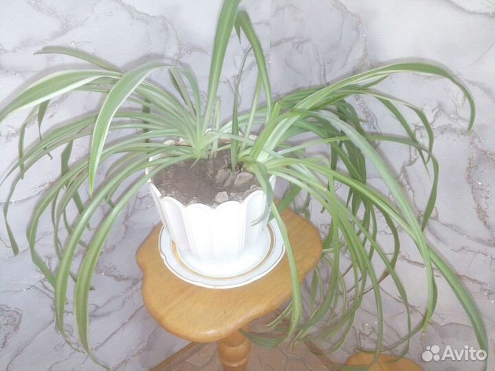 Хлорофитум