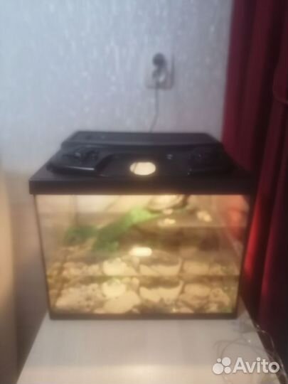 Аквариум для красноухой черепахи