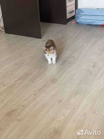 Котенок приблизительно 1.5 месяца