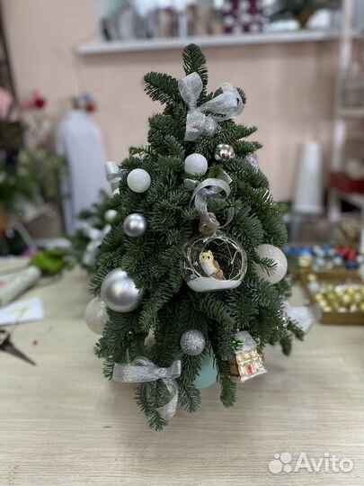 Елки из нобилиса (Датская пихта)