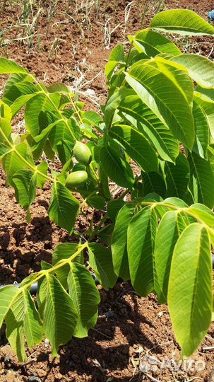 Саженцы Грецкого ореха скороплодный карликов.сорт