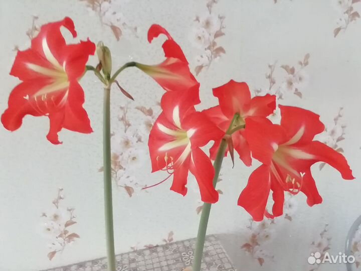 Детки гиппеаструм