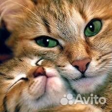 Котятки и взрослые в дар (приют для кошек)